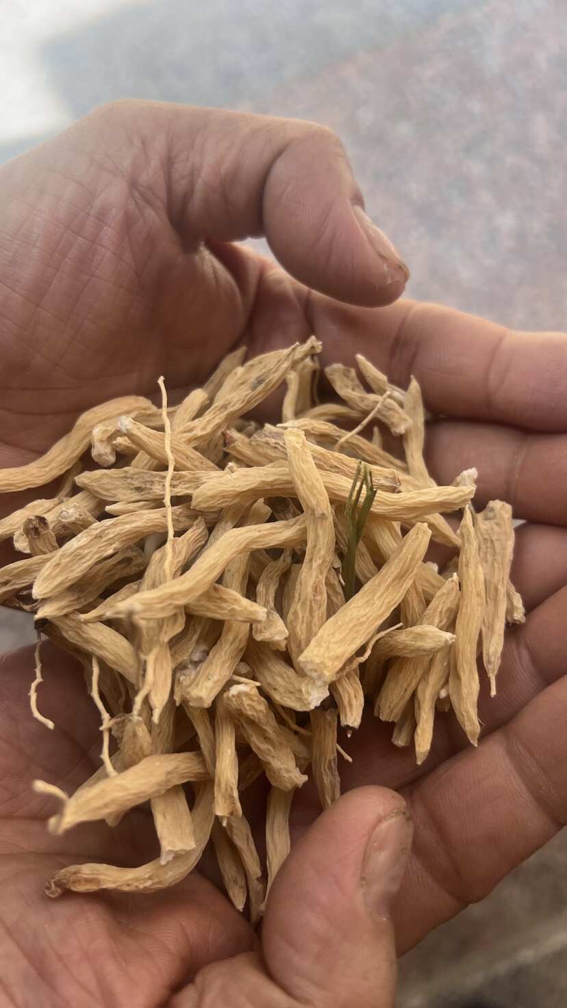福建麦冬中药材高海拔原产地
