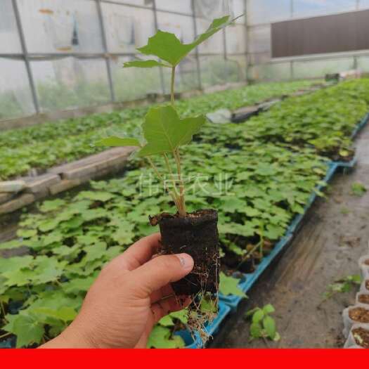 都匀市通草营养袋苗实验田100株起通草杯苗贵州通草苗