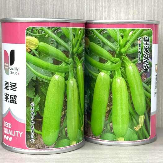 沭阳县皇家冬盛西葫芦种子耐寒越冬秋冬茬西葫芦瓜皮翠绿油亮顺直耐低温