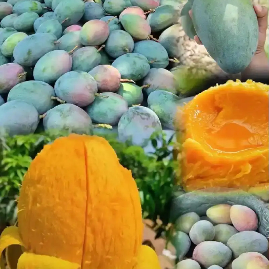 攀枝花芒果(凯特)，45/箱，每箱净重9斤。量大价优！