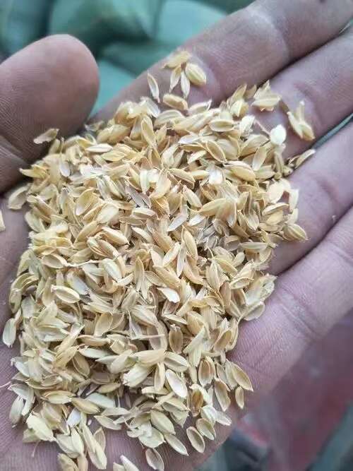 辽宁盘锦稻壳  农业加工副产品  优质干净稻壳供应