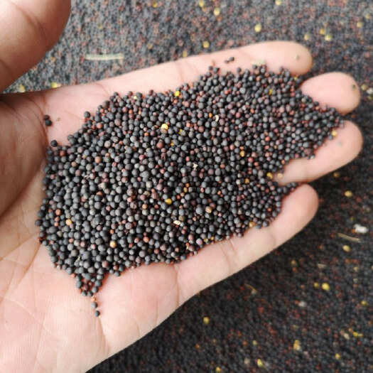 罗平县出售2吨云南罗平油菜籽，欢迎咨询