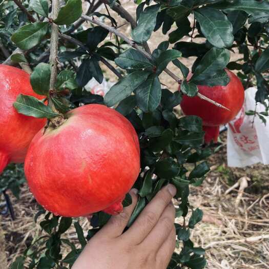 会理市会理软籽石榴、六月红