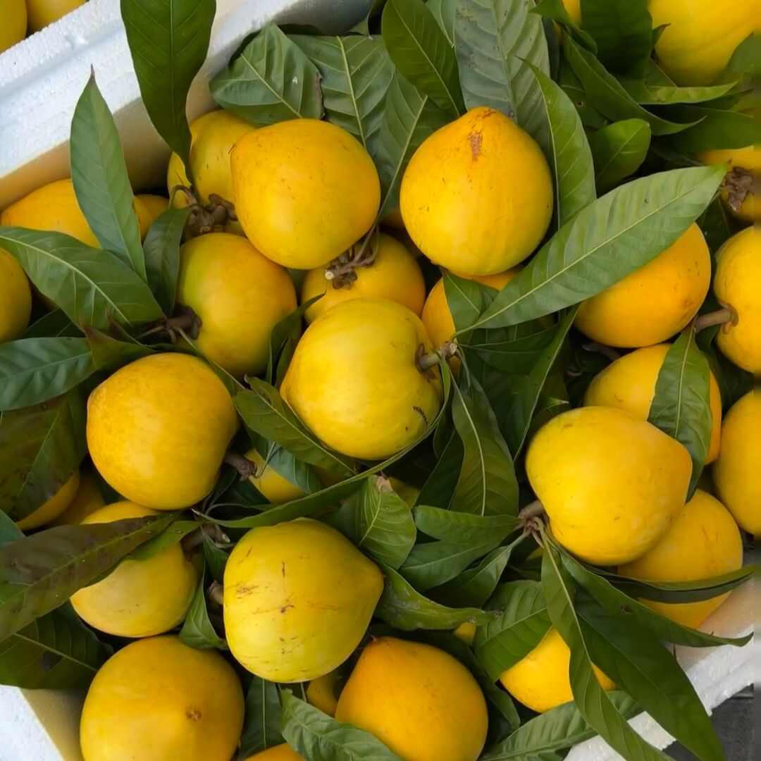 海南鸡蛋果批发全国发货