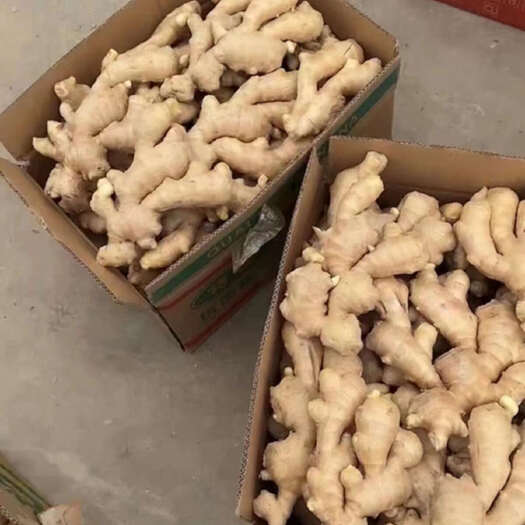 巫溪现挖黄姜本地黄姜老黄姜生姜新鲜现挖老姜母月子姜土姜白姜