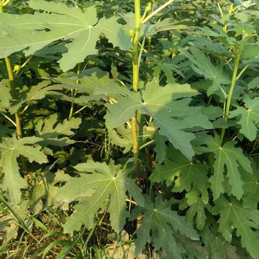 泰安无花果苗