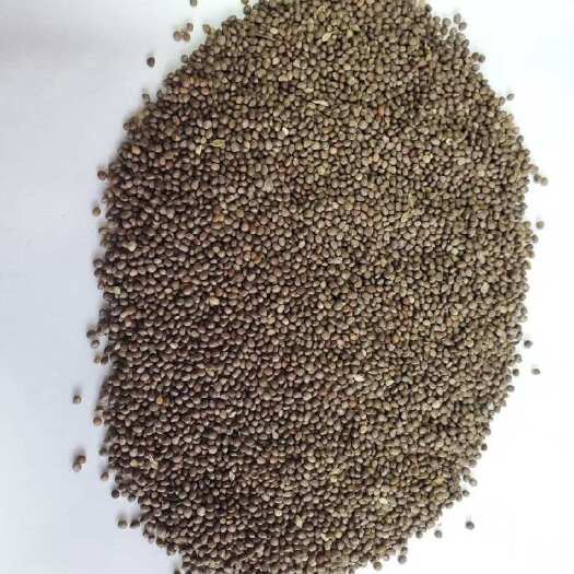 桦南县推荐：桦南紫苏籽 紫苏基地种植 亚麻酸欧米茄3最高