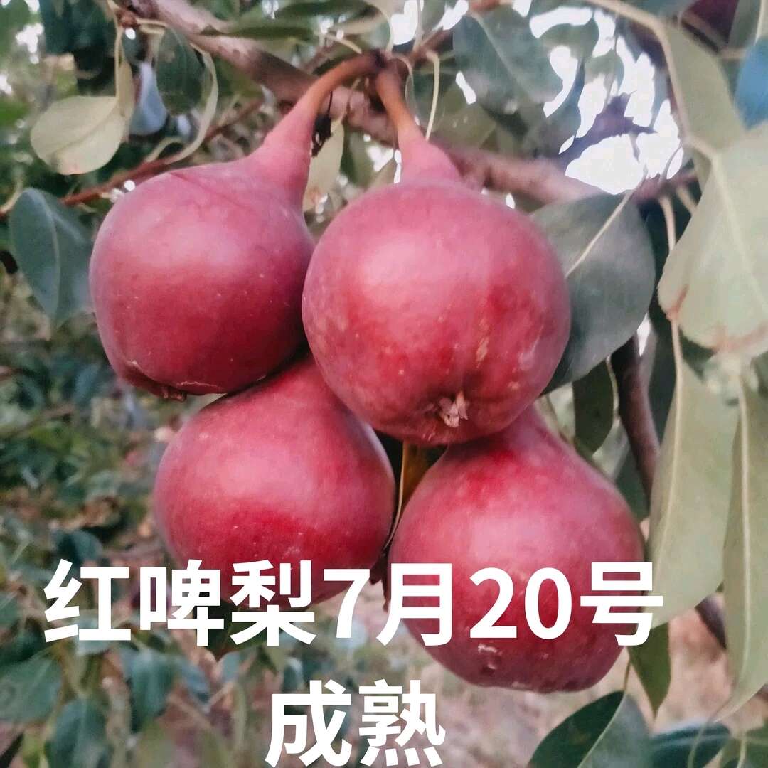 红啤梨西洋梨面梨