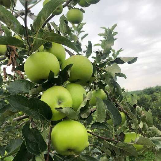 漯河优质嘎啦苹果产地直供 漯河召陵新鲜水果核果仁果类