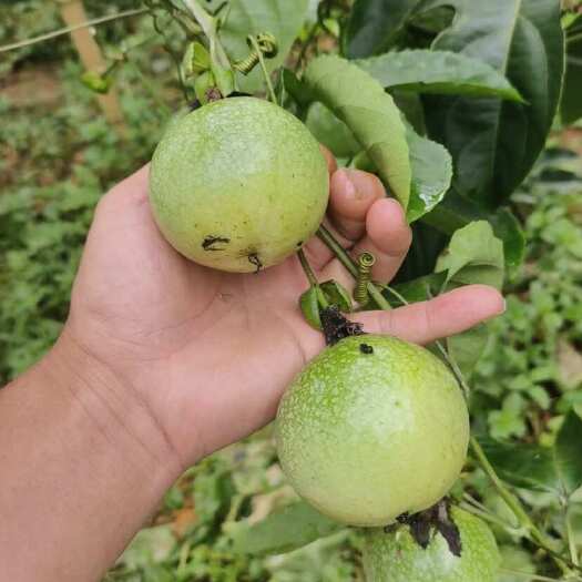 灵山县百香果