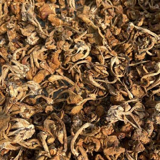 漳县滑子菇陈货 4千斤 货在甘肃漳县，低价抛售，有用途的全部拿去
