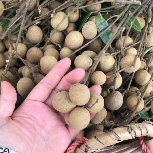 平南县广西平南石峡龙眼富硒龙眼大果顺丰包邮代发现货批发