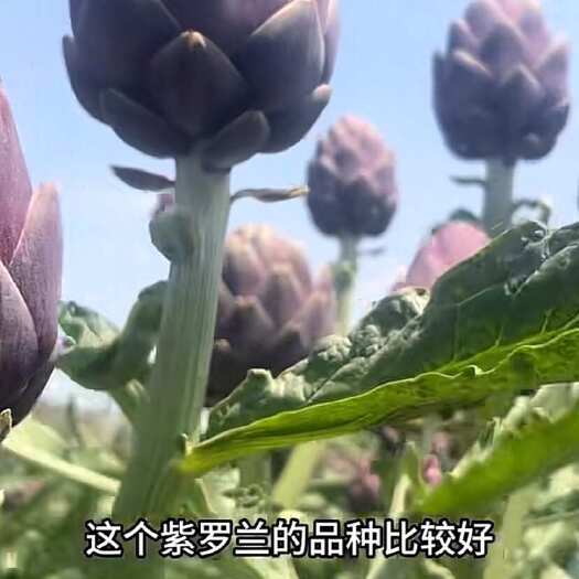 易门县洋蓟种子紫罗兰