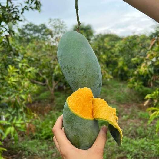 西林县广西百色芒果新鲜水果热带风味优质产地直供