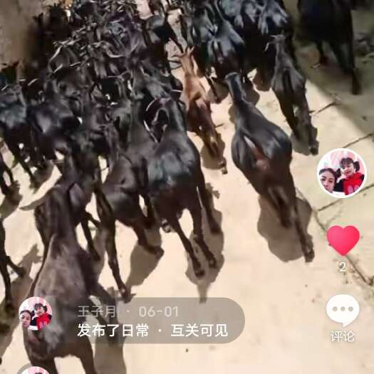 广南县散养黑山羊