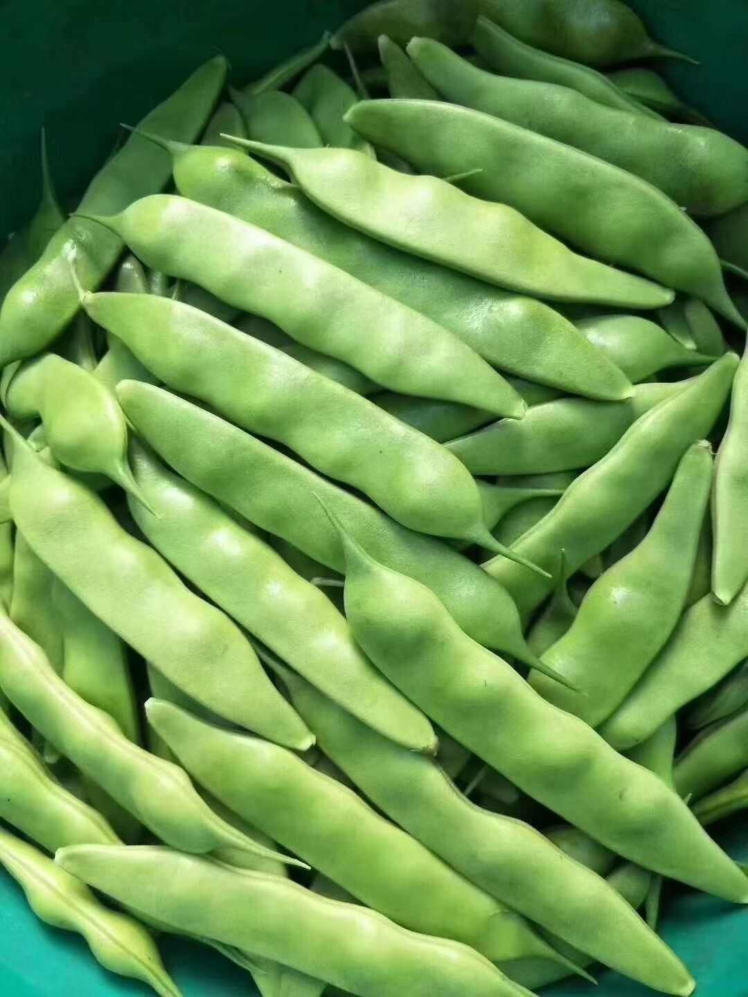 吉林东北油豆角上市中质量好量大欢迎采购