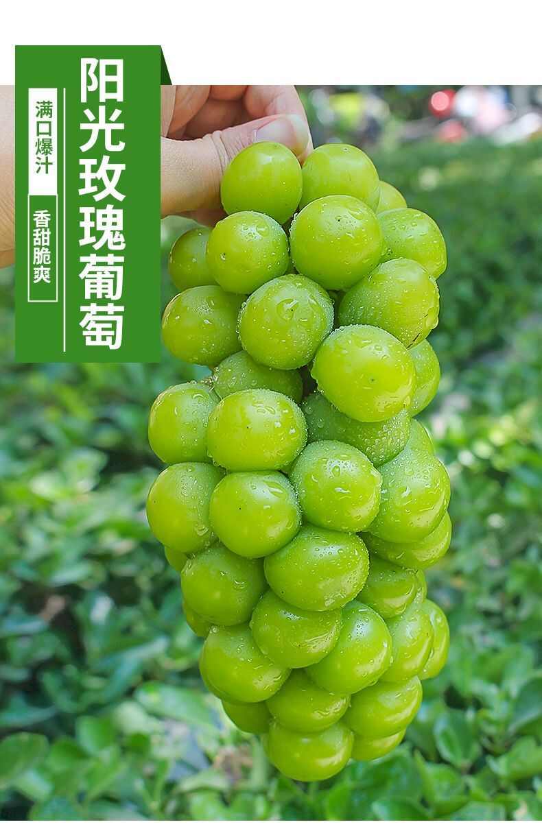 【送到家】阳光玫瑰葡萄晴王水果新鲜应当青提子整串整箱包邮
