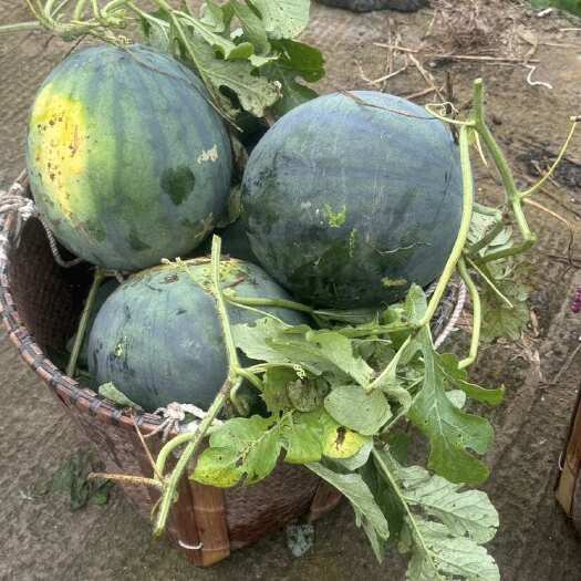 诸暨市诸暨高山西瓜