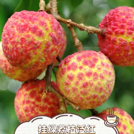 南宁今年荔枝来啦