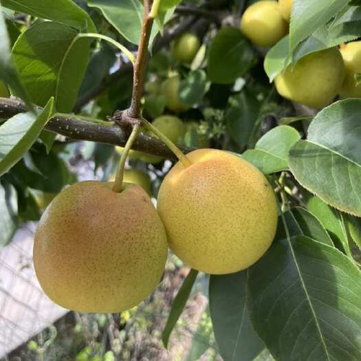 大理市云南大理红梨新鲜水果核果仁果类优质梨子产地直供（可议价）