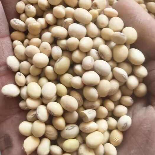 鄄城县黄豆，蛋白质含量高，水溶蛋白含量高，适合做豆浆豆腐脑，