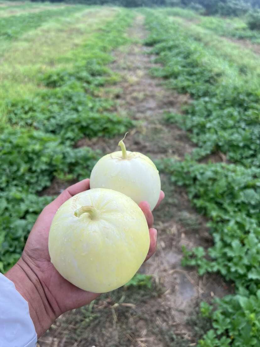 香瓜