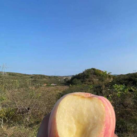 延长县自家种的红苹果，又脆又甜，预售中，陕西省延长县南河沟乡呼家村