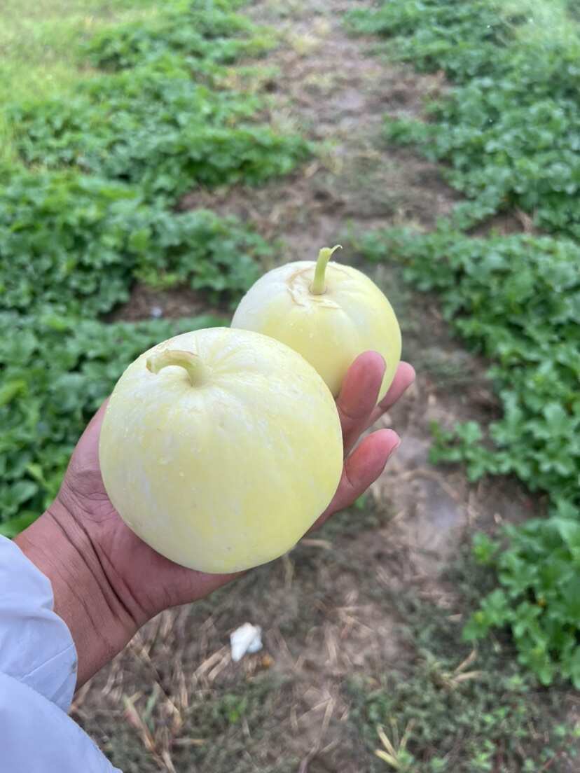 香瓜