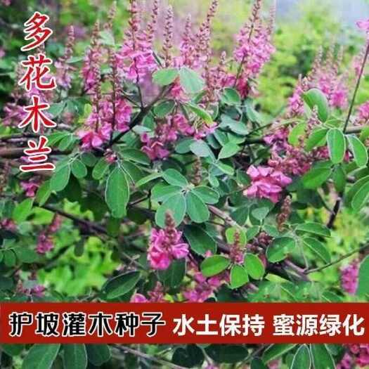 多花木兰种子饲用灌木蜜源花卉花期长耐干旱固土护坡水土保持树种