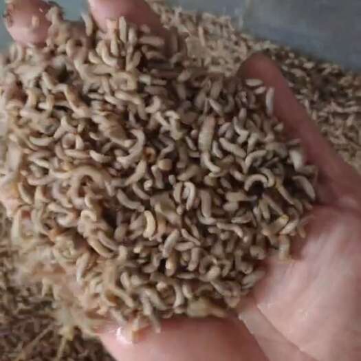 襄樊黑水虻
