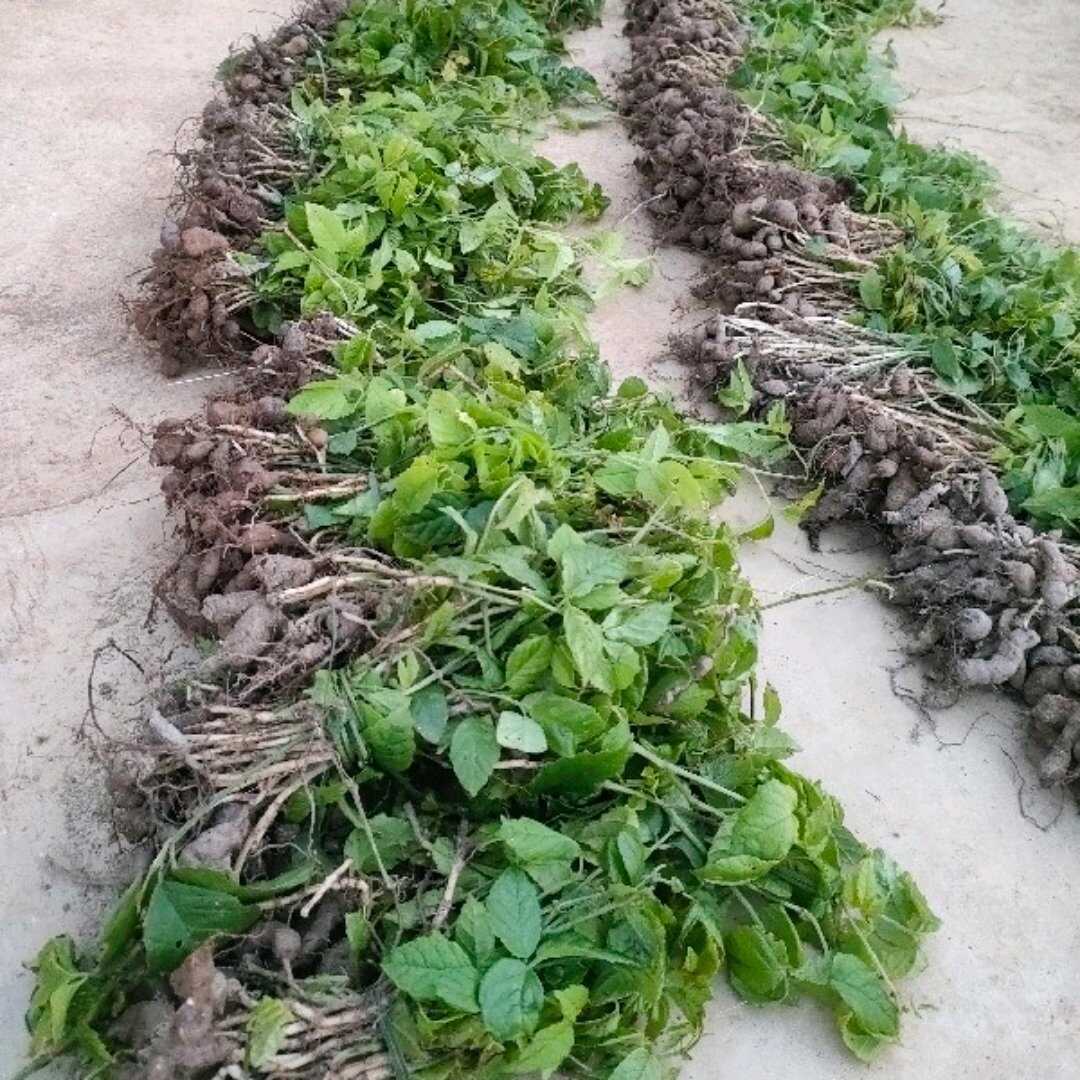 三叶青果球苗