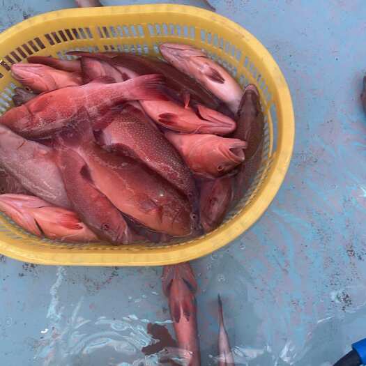 琼海市半红东星斑脱黏液鱼。