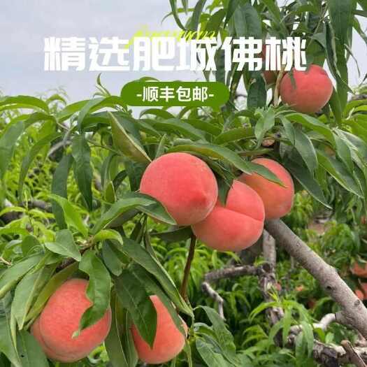 肥城市山东肥城肥桃，脆甜爽口，外观红润，个头大，而且甜，产地直发