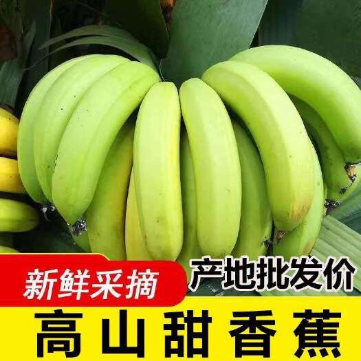 南宁新鲜农家自种高山蕉/天宝蕉/甜香蕉大香蕉孕妇小孩当季水果