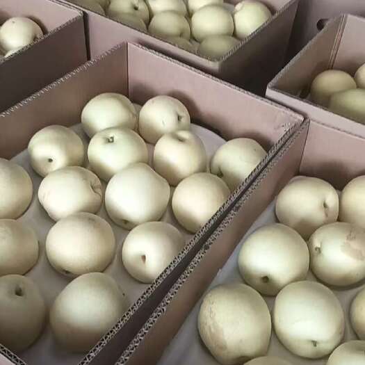 晋州市皇冠梨