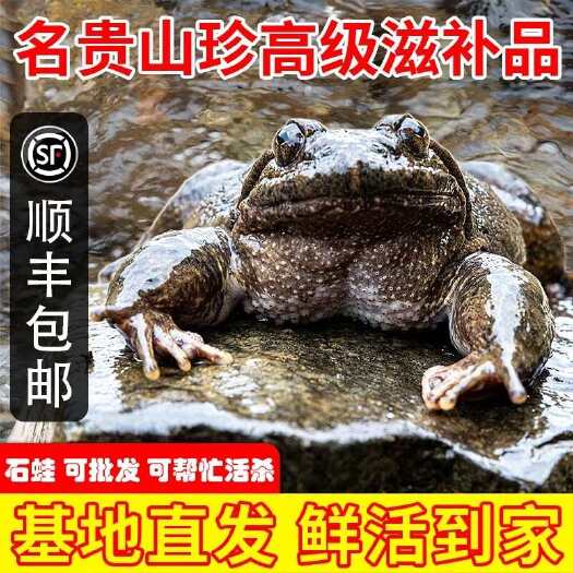 上杭县福建石蛙鲜活泉养山珍石鸡石林石蛤石冻妇孺月子补品批发