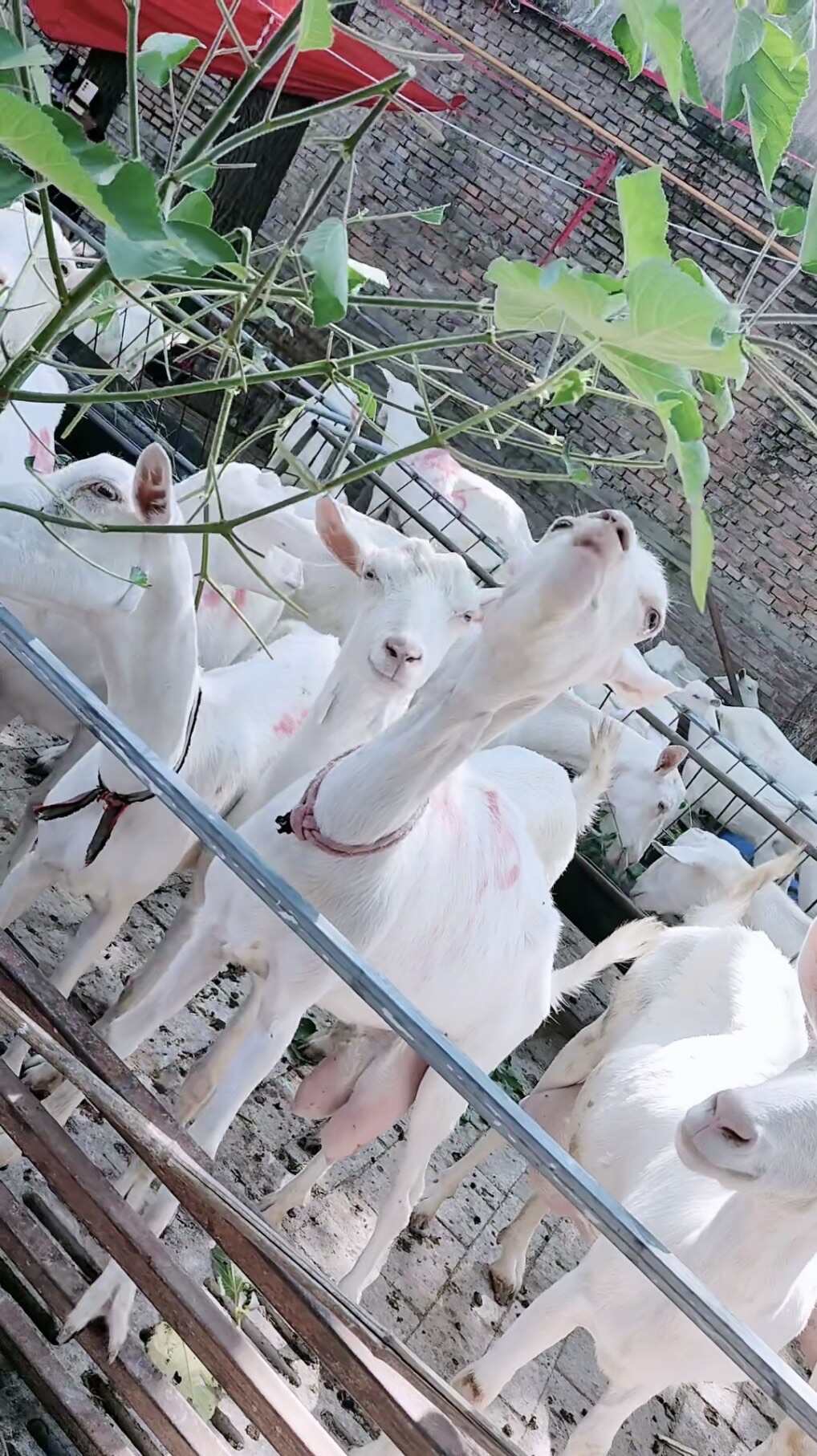 我们的奶山羊均为萨能奶山羊，血统纯正，产奶性能优良