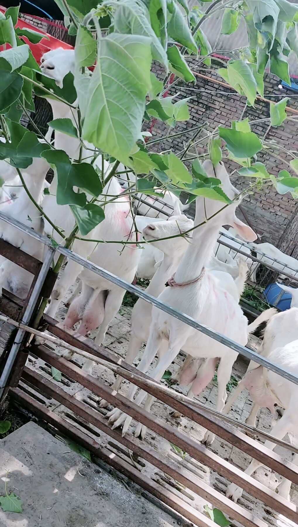 我们的奶山羊均为萨能奶山羊，血统纯正，产奶性能优良