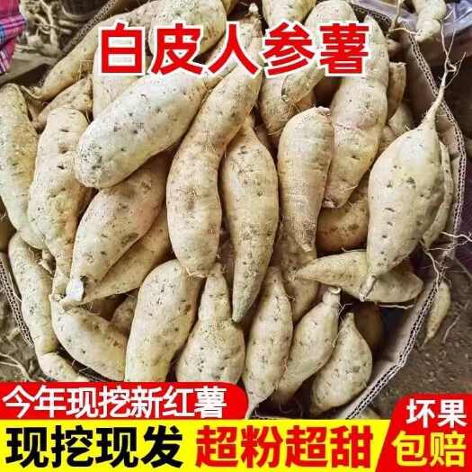 唐河县河南新鲜现挖小白薯人参薯口感粉面香甜现挖现发五斤包邮