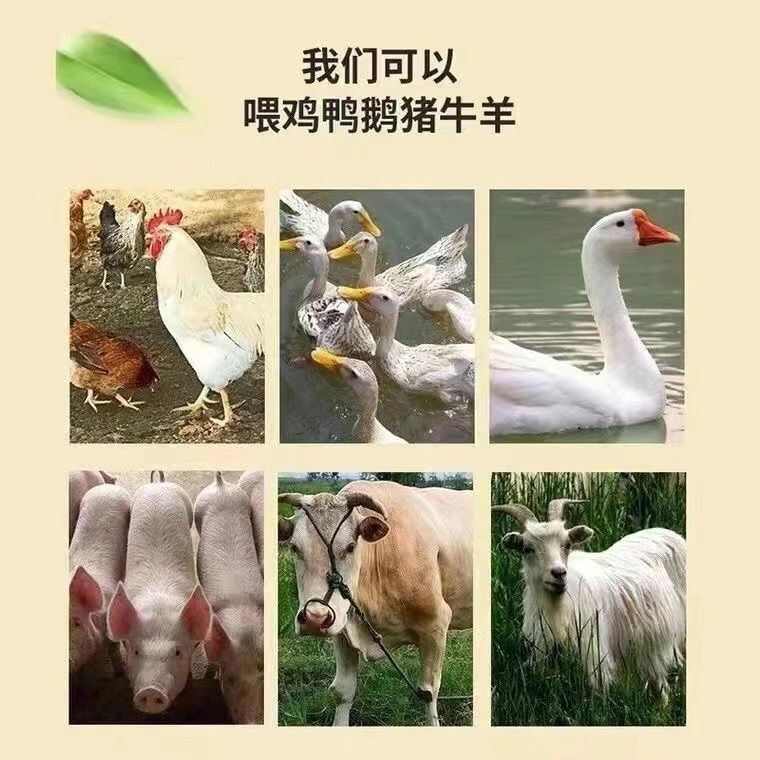 豆粕黄豆高含量蛋白豆粕批发家喂鸡鸭鹅豆粕饲料蛋白用原料豆粕