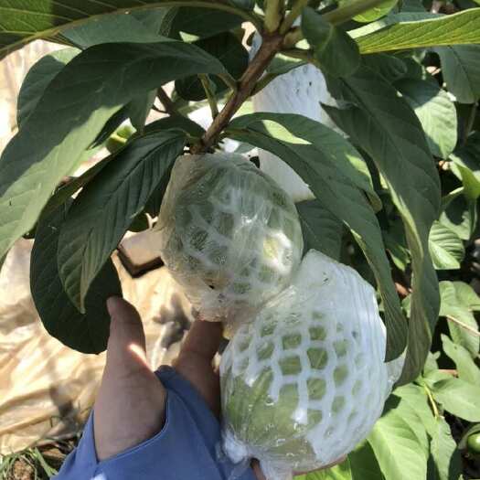 南宁番石榴，珍珠番石榴，白心番石榴，红宝石番石榴，七里香