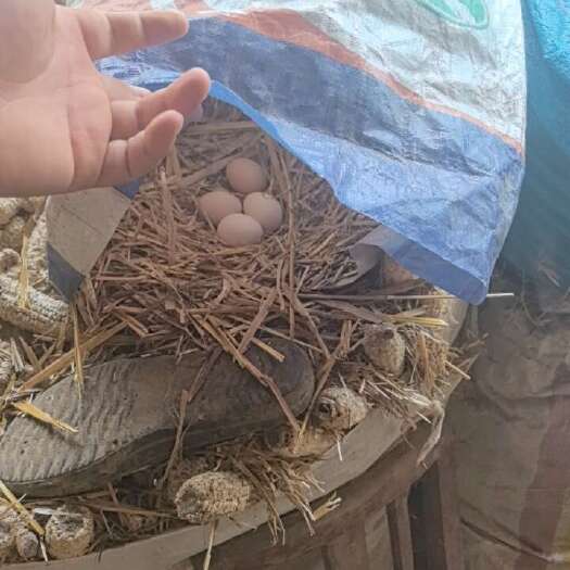 新沂市土鸡蛋一块一个