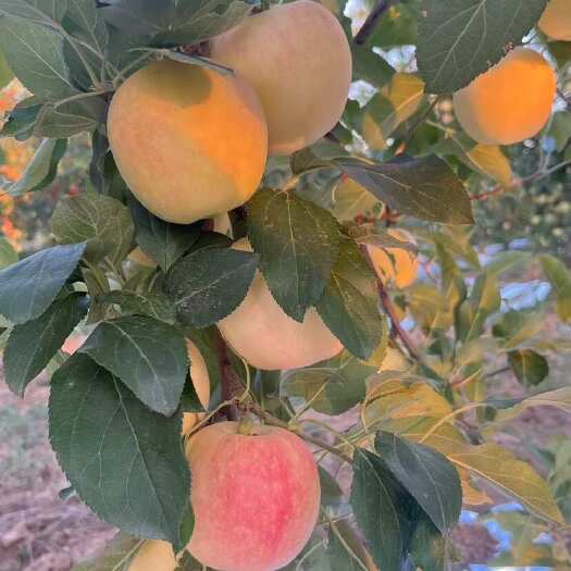 三原县嘎拉苹果陕西三原马额产，有陕西当地的可以联系
