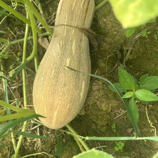 富川县广西蜜本南瓜 新鲜瓜菜类蔬菜 产地直供