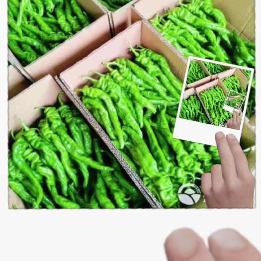 凤凰县辣椒
