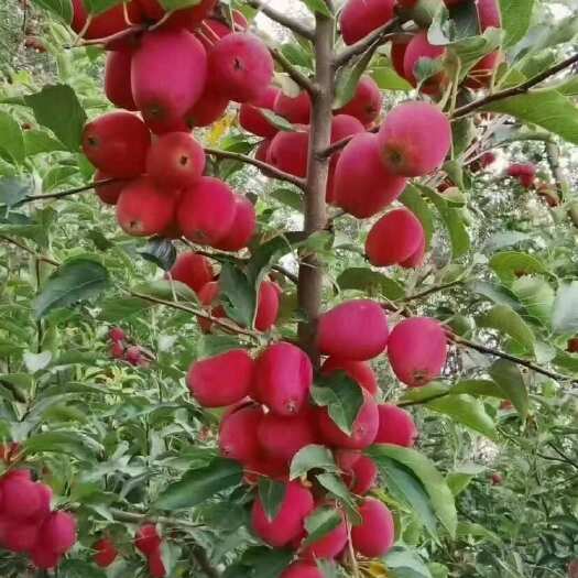 开原市123小苹果 鸡心果 龙丰
