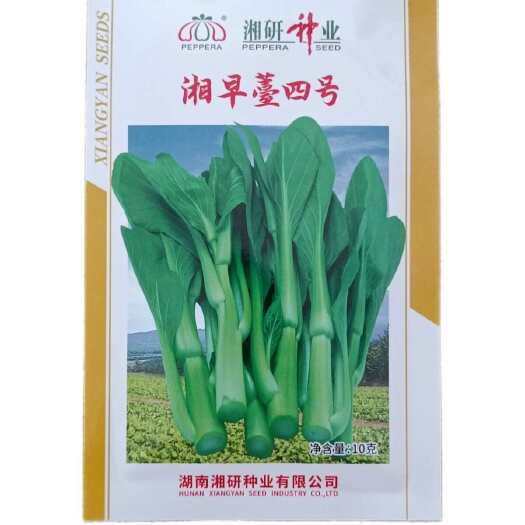 长沙县湘研种业湘早苔四号 青菜苔种子苔粗大脆嫩采收期长适应广10克