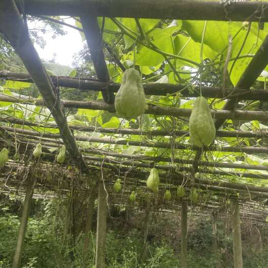 惠水县优质黔南佛手瓜