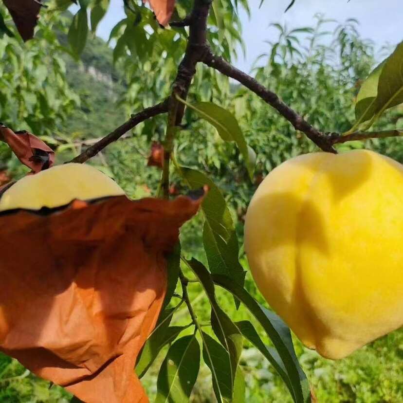 湖南永州双牌锦绣黄桃 新鲜水果核果仁果类 黄桃优质产地直供