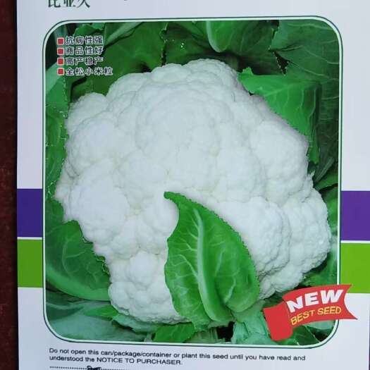 宜昌久松70松花菜种子秋播早熟半松散型青梗散花菜口感甜脆2千粒装